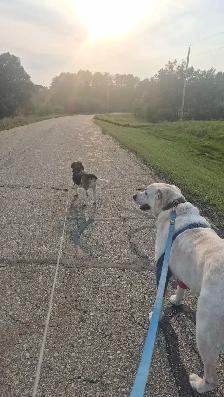 PROFESSIONAL DOG BOARDING /DOG TRAINING - Photo 5