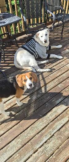 PROFESSIONAL DOG BOARDING /DOG TRAINING - Photo 6