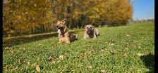 PROFESSIONAL DOG BOARDING /DOG TRAINING - Photo 7