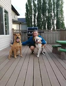 PROFESSIONAL DOG BOARDING /DOG TRAINING - Photo 8