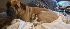 PROFESSIONAL DOG BOARDING /DOG TRAINING - Photo 9