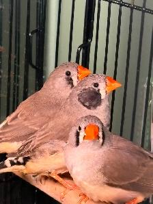 3 Female Zebra Finches