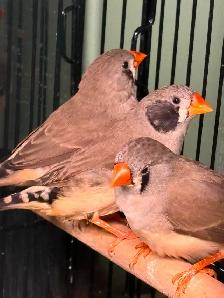 3 Female Zebra Finches - Photo 2