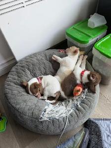Chiots chihuahuas (prêt maintenait) - Photo 2