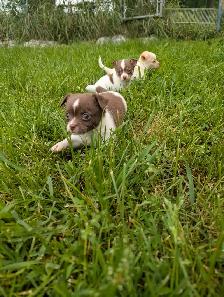 Chiots chihuahuas (prêt maintenait) - Photo 4