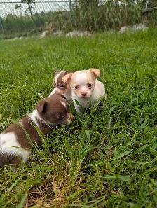 Chiots chihuahuas (prêt maintenait) - Photo 5
