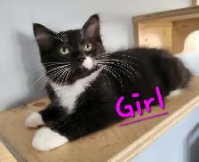 Non Traditional Ragdoll Kittens looking 3 their FUREVER Home