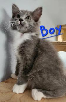 Non Traditional Ragdoll Kittens looking 3 their FUREVER Home - Photo 3