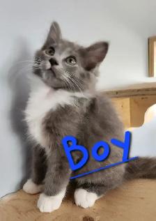 Non Traditional Ragdoll Kittens looking 3 their FUREVER Home - Photo 4