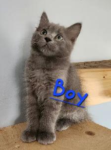 Non Traditional Ragdoll Kittens looking 3 their FUREVER Home - Photo 5