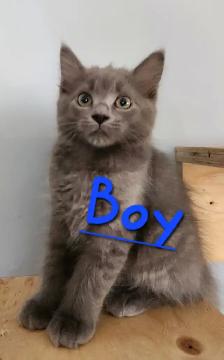 Non Traditional Ragdoll Kittens looking 3 their FUREVER Home - Photo 6