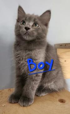 Non Traditional Ragdoll Kittens looking 3 their FUREVER Home - Photo 7