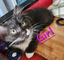 Non Traditional Ragdoll Kittens looking 3 their FUREVER Home - Photo 8