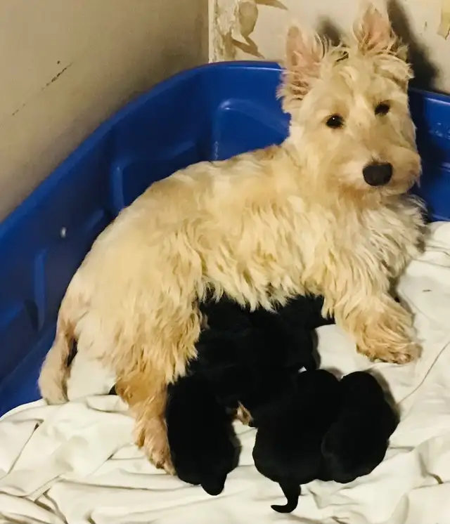 Scottish Terrier Puppies