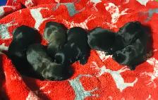 Scottish Terrier Puppies - Photo 2