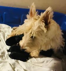Scottish Terrier Puppies - Photo 3