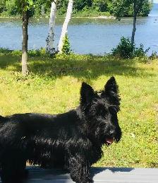 Scottish Terrier Puppies - Photo 4