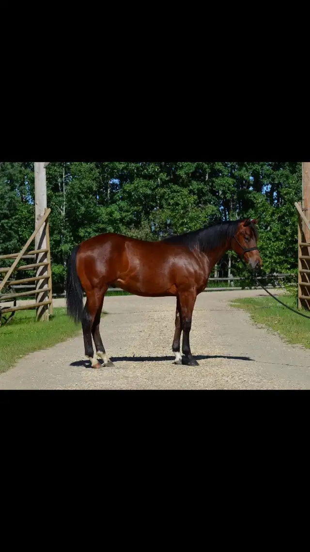 Bay Gelding
