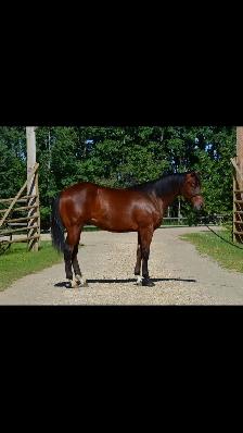 Bay Gelding