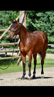 Bay Gelding - Photo 2