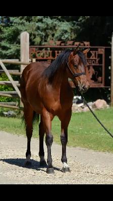 Bay Gelding - Photo 3