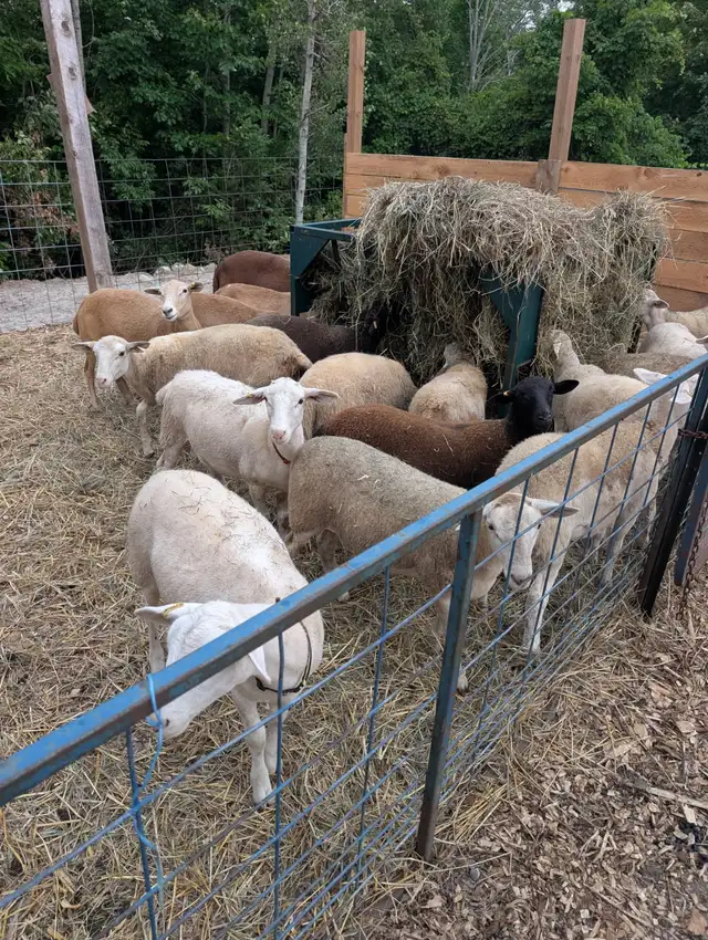 Katahdin Ewe Lambs