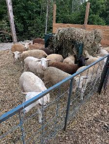 Katahdin Ewe Lambs