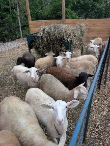 Katahdin Ewe Lambs - Photo 2