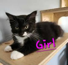 Ragdoll kittens - Photo 3