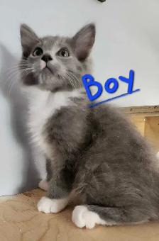 Ragdoll kittens - Photo 4