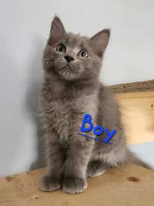 Ragdoll kittens - Photo 5