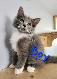 Ragdoll kittens - Photo 6