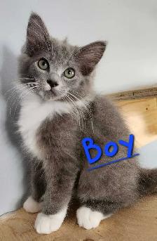 Ragdoll kittens - Photo 8