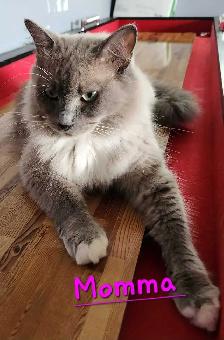 Ragdoll kittens - Photo 9