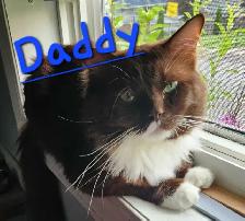Ragdoll kittens - Photo 10