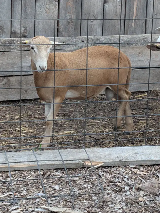 Katahdin Breeding Rams