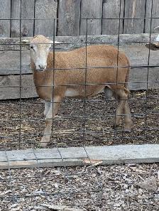 Katahdin Breeding Rams