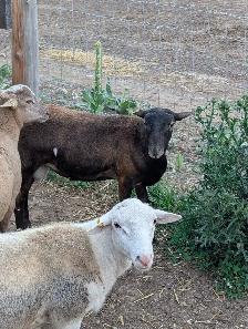 Katahdin Breeding Rams - Photo 2