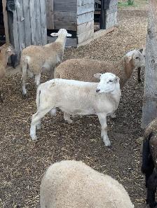 Katahdin Breeding Rams - Photo 3