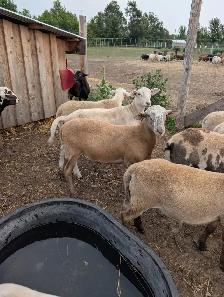 Katahdin Breeding Rams - Photo 4