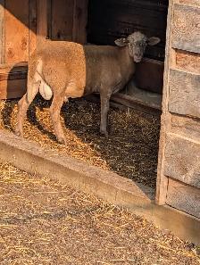 Katahdin Breeding Rams - Photo 5