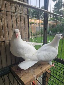 White homer baby pigeon for sale