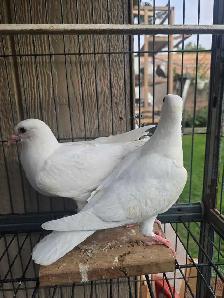 White homer baby pigeon for sale - Photo 2