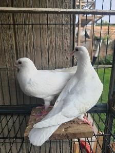 White homer baby pigeon for sale - Photo 3