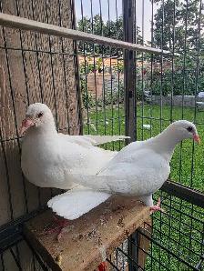 White homer baby pigeon for sale - Photo 4