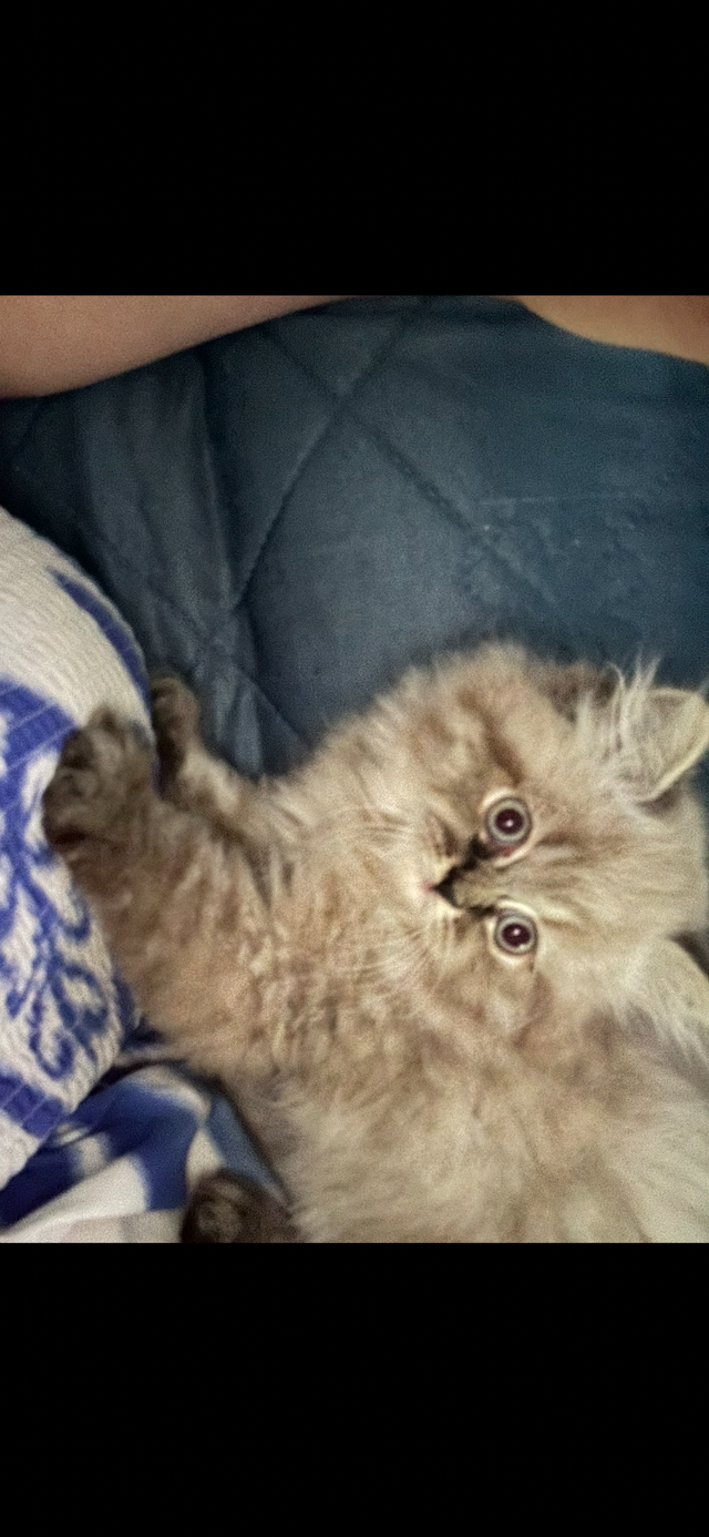 Himalayen
