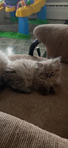 Himalayen - Photo 4