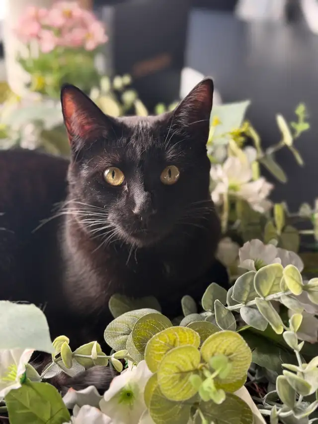 Nugget – Looking for the Right Home