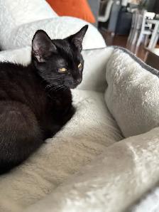 Nugget – Looking for the Right Home - Photo 2