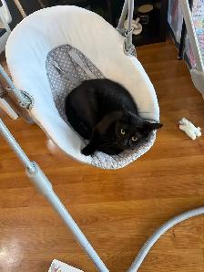 Nugget – Looking for the Right Home - Photo 3